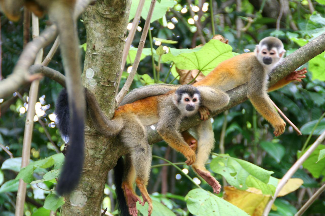 Hotel Manuel Antonio Park Bagian luar foto